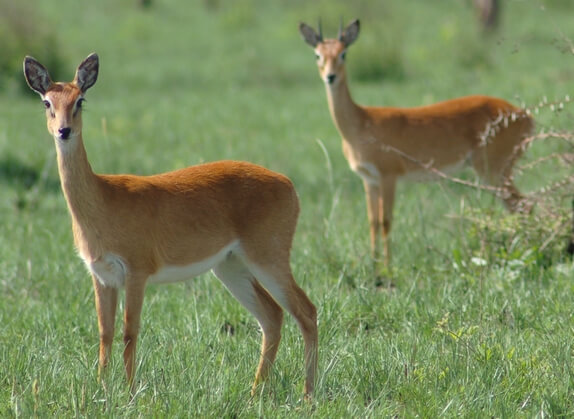 Oribi Antelope